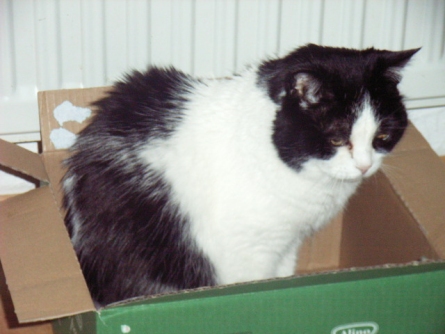 AxeCat