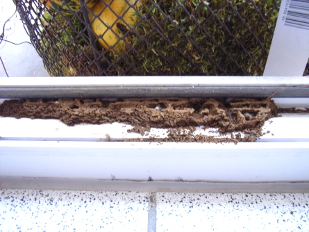 Das Fenster zum Hof