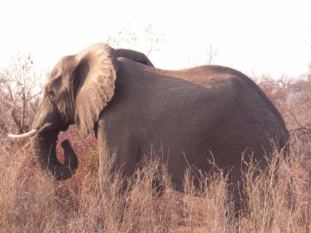 Elefant Krüger Park - Südafrika