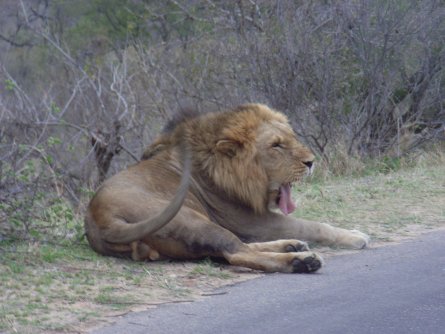 Löwe Krüger Park - Südafrika