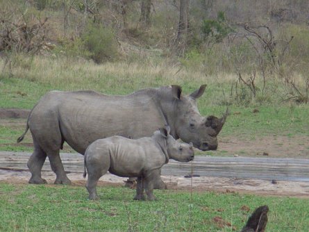 Nashorn Krüger Park - Südafrika