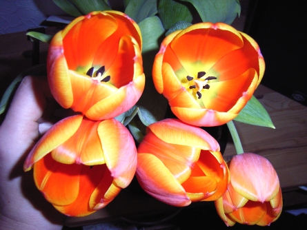 Tulpen