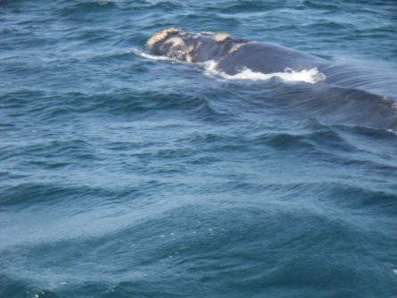 Wale in Hermanus - Südafrika