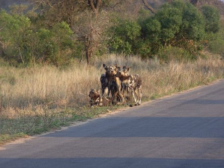 Wilddogs Krüger Park - Südafrika